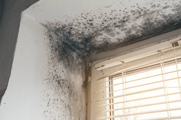 Affordable Bathroom Mold Removal solutions in Hendersonville, NC